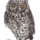 Illustration for article titled 15-year-old prodigy girl draws amazingly well emand/em trains falcons too